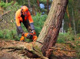 How Our Tree Care Process Works  in  Chatham, IL